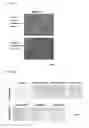 Fig. 08 - Mesenchymal stem cell basic culturing medium