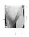 Fig. 07 - Amphibian