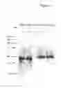 Fig. 08 - T cell receptor display