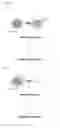 Fig. 02 - NON-INVASIVE METHODS FOR ASSESSING OOCYTE QUALITY FOR IN VITRO FERTILIZATION