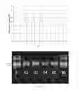 Fig. 06 - Biomolecule isolation