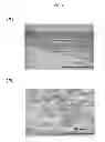 Fig. 06 - SCAFFOLD FOR VASCULAR ENDOTHELIAL CELL MIGRATION