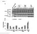 Fig. 02 - Menin-MLL inhibitors and methods of use thereof