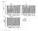 Fig. 09 - Menin-MLL inhibitors and methods of use thereof