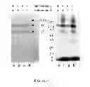 Fig. 07 - Compositions and methods for treatment