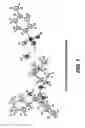 Fig. 02 - Glycopyrrolate salts