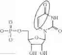 Fig. 05 - MODIFIED MRNAS ENCODING CELL-PENETRATING POLYPEPTIDES