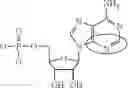 Fig. 09 - MODIFIED MRNAS ENCODING CELL-PENETRATING POLYPEPTIDES