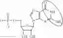 Fig. 13 - MODIFIED MRNAS ENCODING CELL-PENETRATING POLYPEPTIDES