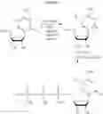 Fig. 71 - MODIFIED MRNAS ENCODING CELL-PENETRATING POLYPEPTIDES