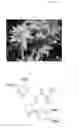 Fig. 02 - Pharmaceutical compositions comprising lignans and their derivatives for treating hyperplastic diseases