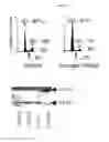 Fig. 07 - Pharmaceutical compositions comprising lignans and their derivatives for treating hyperplastic diseases