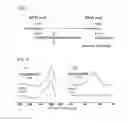 Fig. 02 - Bioabsorbable blend for temporary scaffolding of the blood vessel wall