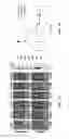 Fig. 06 - Anti-glucosaminidase passive immunization for infections