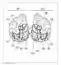 Fig. 01 - Method of identifying the spatial distribution of areas in a sensory area of brain, program, and recording medium therefor