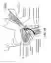 Fig. 08 - Method for modifying larynx position by trans-positioning muscle and electrode stimulation