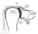Fig. 01 - Prosthetic devices and methods for using same