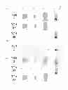 Fig. 01 - Method for automatically detecting and repairing biometric crosslinks