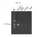 Fig. 02 - High efficiency plant expression promoter from serine hydroxymethyl transferase gene and uses thereof