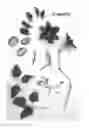 Fig. 01 - Variety denomination: 'Evipo026'