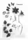Fig. 02 - Variety denomination: 'Evipo026'