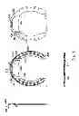 Fig. 04 - Horseshoe with splaying, and stabilizer feature