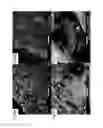 Fig. 08 - METALS DOPED WITH ORGANIC MATERIAL