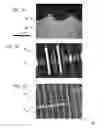 Fig. 09 - Controlled buckling structures in semiconductor interconnects and nanomembranes for stretchable electronics