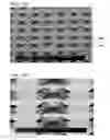 Fig. 19 - Controlled buckling structures in semiconductor interconnects and nanomembranes for stretchable electronics