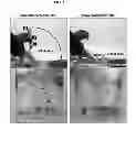 Fig. 02 - Methods, systems, and devices for an invertebrate model of traumatic brain injury