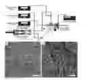 Fig. 01 - Wet-electrospun biodegradable scaffold and uses therefor