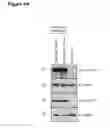 Fig. 08 - Methods of preparing cells and compositions