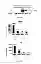 Fig. 02 - Method for predicting the response to treatment with an HER2-blocking agent