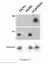 Fig. 06 - Non-sialylated anti-inflammatory polypeptides