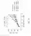Fig. 09 - Anti-KDR antibodies and methods of use