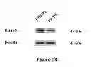 Fig. 08 - METHODS TO TREAT ALLERGIC CONDITIONS