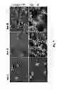 Fig. 08 - MEDICAL DEVICE COMPRISING COLLAGEN-VI