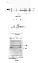 Fig. 07 - Protease inhibitor-containing compositions, compositions comprising same, and methods for producing and using same