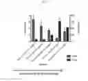Fig. 02 - Controlled release oral pharmaceutical dosage forms comprising MGBG
