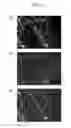 Fig. 06 - Composition for controlled release of physiologically active substance