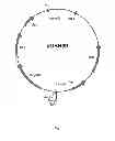 Fig. 02 - ALPHA-AMYLASE