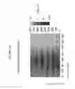 Fig. 32 - Scratch-resistant articles with retained optical properties