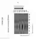 Fig. 43 - Scratch-resistant articles with retained optical properties