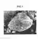 Fig. 02 - Active material for nonaqueous electrolyte secondary battery, negative electrode form, and nonaqueous electrolyte secondary battery