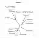 Fig. 02 - SOLUBLE AND MEMBRANE-ANCHORED FORMS OF LASSA VIRUS SUBUNIT PROTEINS