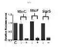 Fig. 04 - Synthesis-regulating sRNA and method for preparing same