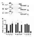 Fig. 08 - Synthesis-regulating sRNA and method for preparing same