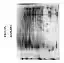 Fig. 09 - Detection Marker for Anticancer Effects by Selenomethionine as an Inhibitor of Environmental Toxicity
