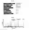 Fig. 07 - Vascular Tumor Markers