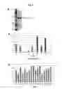 Fig. 09 - Vascular Tumor Markers